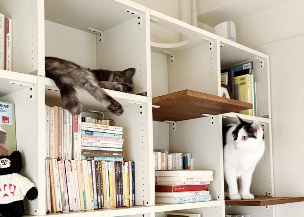 新入りの本棚ジャック。【〈LOISIR〉デザイナー・前田敬子による、保護猫・えいたと暮らす日常。 vol.85】白黒猫 ハチワレ えいた