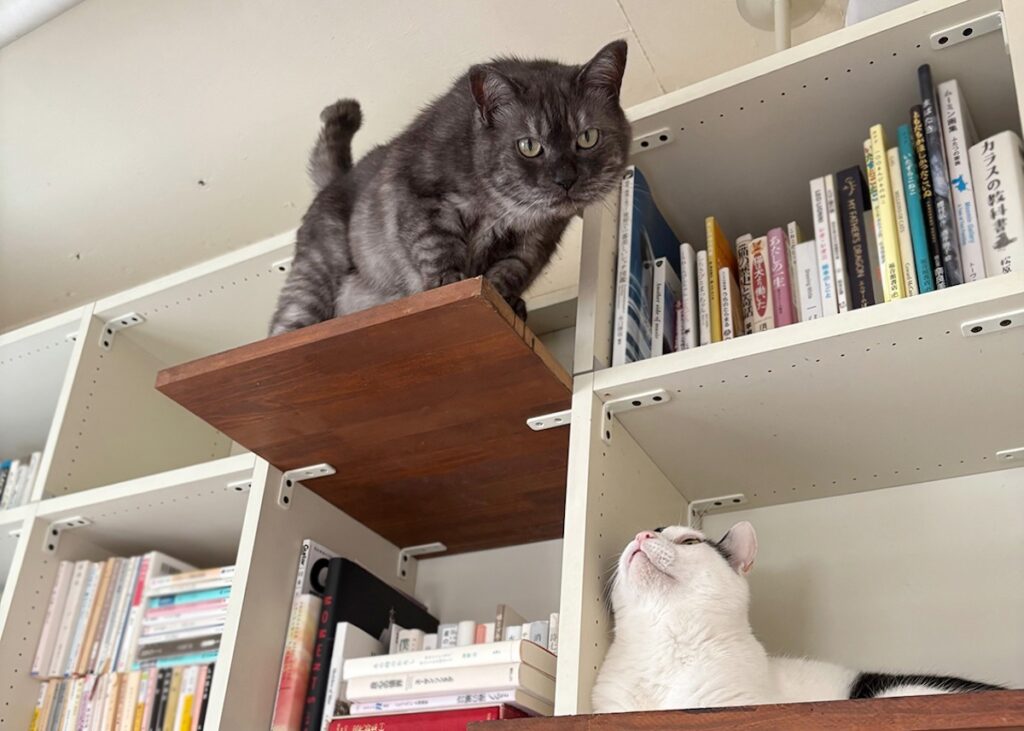 新入りの本棚ジャック。【〈LOISIR〉デザイナー・前田敬子による、保護猫・えいたと暮らす日常。 vol.85】白黒猫 ハチワレ えいた