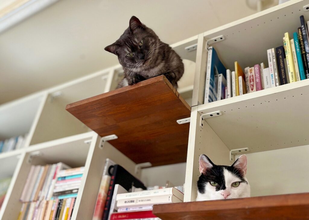 新入りの本棚ジャック。【〈LOISIR〉デザイナー・前田敬子による、保護猫・えいたと暮らす日常。 vol.85】白黒猫 ハチワレ えいた