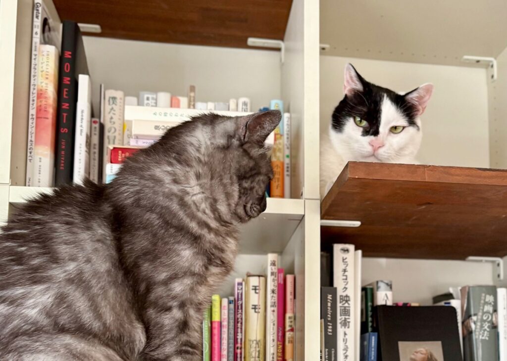 新入りの本棚ジャック。【〈LOISIR〉デザイナー・前田敬子による、保護猫・えいたと暮らす日常。 vol.85】白黒猫 ハチワレ えいた