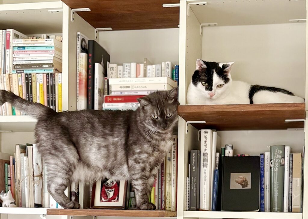 新入りの本棚ジャック。【〈LOISIR〉デザイナー・前田敬子による、保護猫・えいたと暮らす日常。 vol.85】白黒猫 ハチワレ えいた
