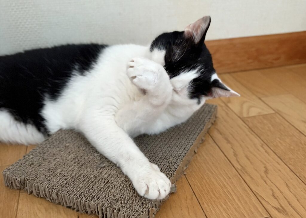 えいたの毛づくろい予報。【〈LOISIR〉デザイナー・前田敬子による、保護猫・えいたと暮らす日常。 vol.86】白黒猫 ハチワレ えいた