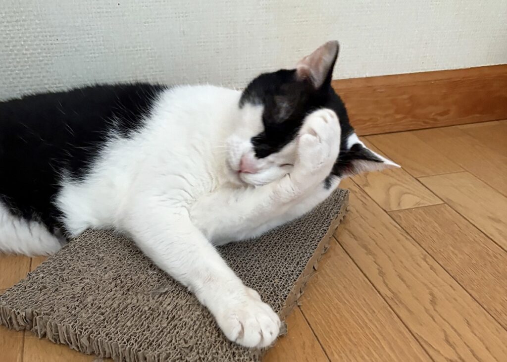 えいたの毛づくろい予報。【〈LOISIR〉デザイナー・前田敬子による、保護猫・えいたと暮らす日常。 vol.86】白黒猫 ハチワレ えいた