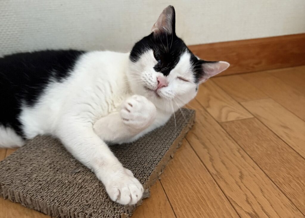 えいたの毛づくろい予報。【〈LOISIR〉デザイナー・前田敬子による、保護猫・えいたと暮らす日常。 vol.86】白黒猫 ハチワレ えいた