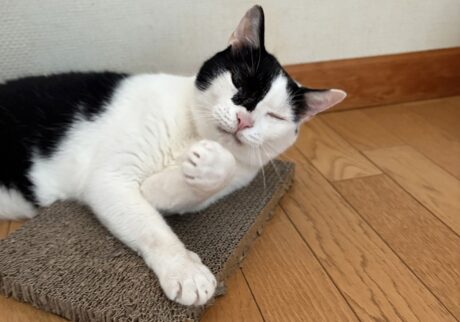 えいたの毛づくろい予報。【〈LOISIR〉デザイナー・前田敬子による、保護猫・えいたと暮らす日常。 vol.86】白黒猫 ハチワレ えいた