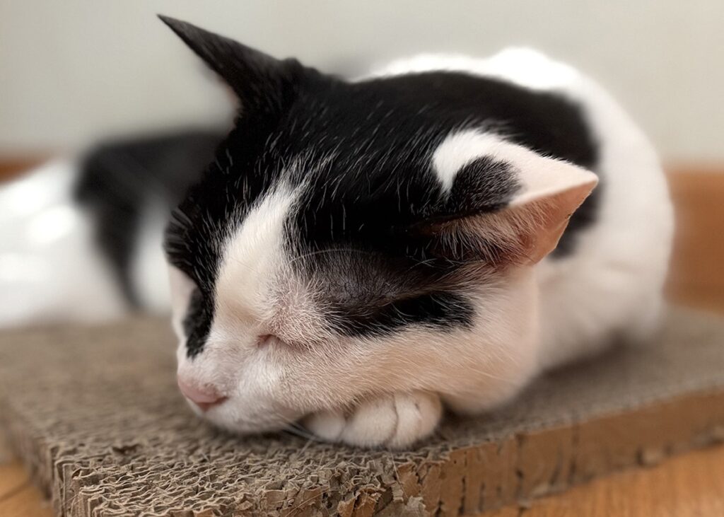 えいたの毛づくろい予報。【〈LOISIR〉デザイナー・前田敬子による、保護猫・えいたと暮らす日常。 vol.86】白黒猫 ハチワレ えいた