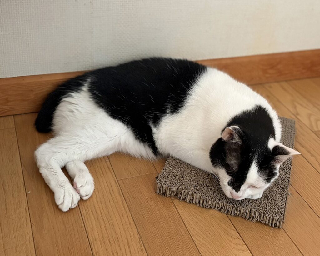 えいたの毛づくろい予報。【〈LOISIR〉デザイナー・前田敬子による、保護猫・えいたと暮らす日常。 vol.86】白黒猫 ハチワレ えいた