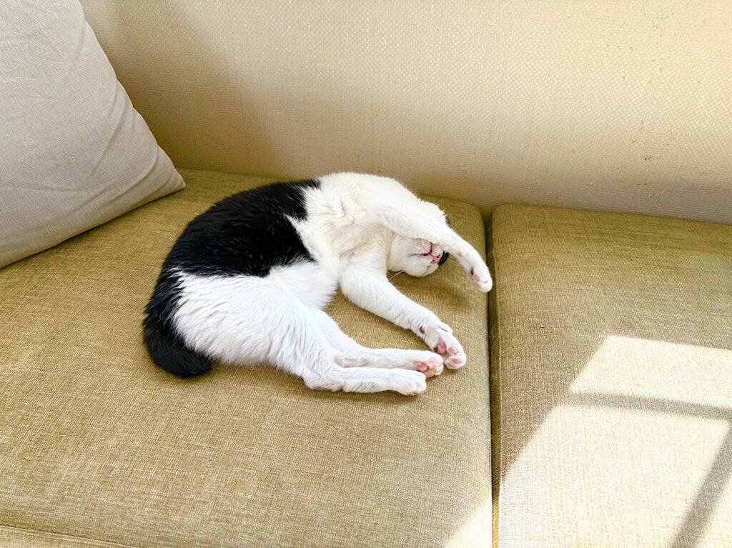 えいたの毛づくろい予報。【〈LOISIR〉デザイナー・前田敬子による、保護猫・えいたと暮らす日常。 vol.86】白黒猫 ハチワレ えいた