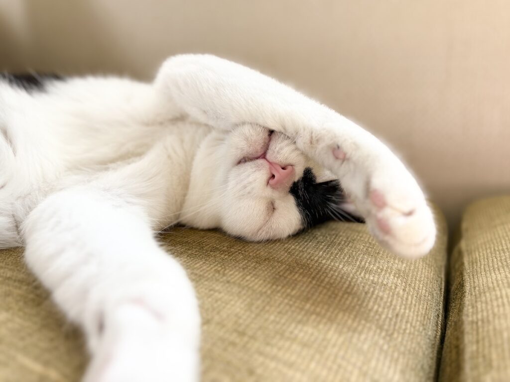 えいたの毛づくろい予報。【〈LOISIR〉デザイナー・前田敬子による、保護猫・えいたと暮らす日常。 vol.86】白黒猫 ハチワレ えいた