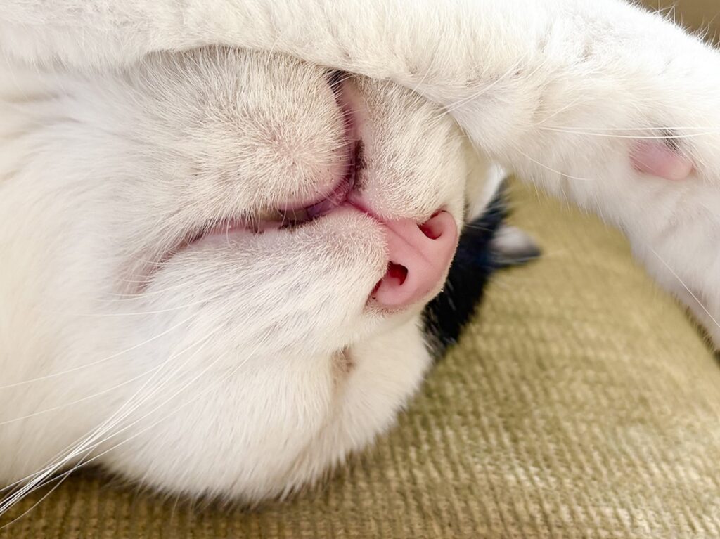 えいたの毛づくろい予報。【〈LOISIR〉デザイナー・前田敬子による、保護猫・えいたと暮らす日常。 vol.86】白黒猫 ハチワレ えいた