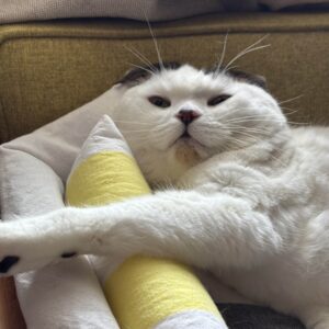 オレのベスト抱き枕はこれ。【いなほ、オレ物語。vol.249】スコティッシュフォールド いなほ | これこれ、抱き枕！！ これを求めてたんやでー！ おやすみなさいー。