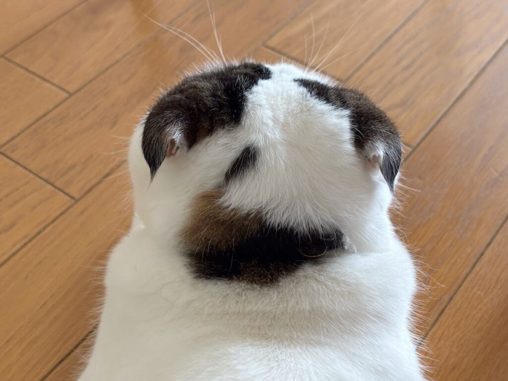 背中の模様、なにに見える?【いなほ、オレ物語。vol.249】スコティッシュフォールド いなほ | 前回、赤ちゃんの頃の後頭部をお見せしたんやけど、これは今現在の俺の後頭部。見比べてみて〜。少し前に手術してな、びっくり! 柄が変わってしまってん! この柄もお気に入りやで〜。 背中の模様、なにに見える?【いなほ、オレ物語。vol.249】スコティッシュフォールド いなほ | 前回、赤ちゃんの頃の後頭部をお見せしたんやけど、これは今現在の俺の後頭部。見比べてみて〜。少し前に手術してな、びっくり! 柄が変わってしまってん! この柄もお気に入りやで〜。