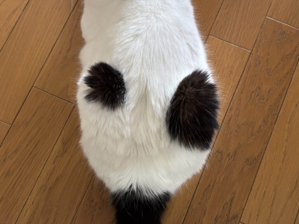 背中の模様、なにに見える?【いなほ、オレ物語。vol.249】スコティッシュフォールド いなほ | 俺の毛並みといえば、この豆大福みたいなまぁるい背中のブチがチャームポイントやねんけど、ときどき飼い主にいたずらされるねん。 背中の模様、なにに見える?【いなほ、オレ物語。vol.249】スコティッシュフォールド いなほ | 俺の毛並みといえば、この豆大福みたいなまぁるい背中のブチがチャームポイントやねんけど、ときどき飼い主にいたずらされるねん。