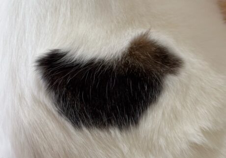 背中の模様、なにに見える？【いなほ、オレ物語。vol.249】スコティッシュフォールド いなほ | よくハート型にはされるんやけど、これはなに〜？ 犬！？ たぬき！？