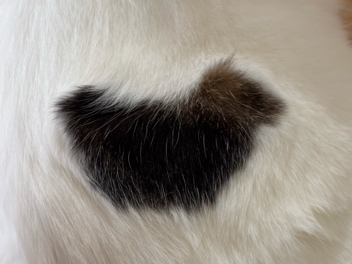 背中の模様、なにに見える?【いなほ、オレ物語。vol.254】