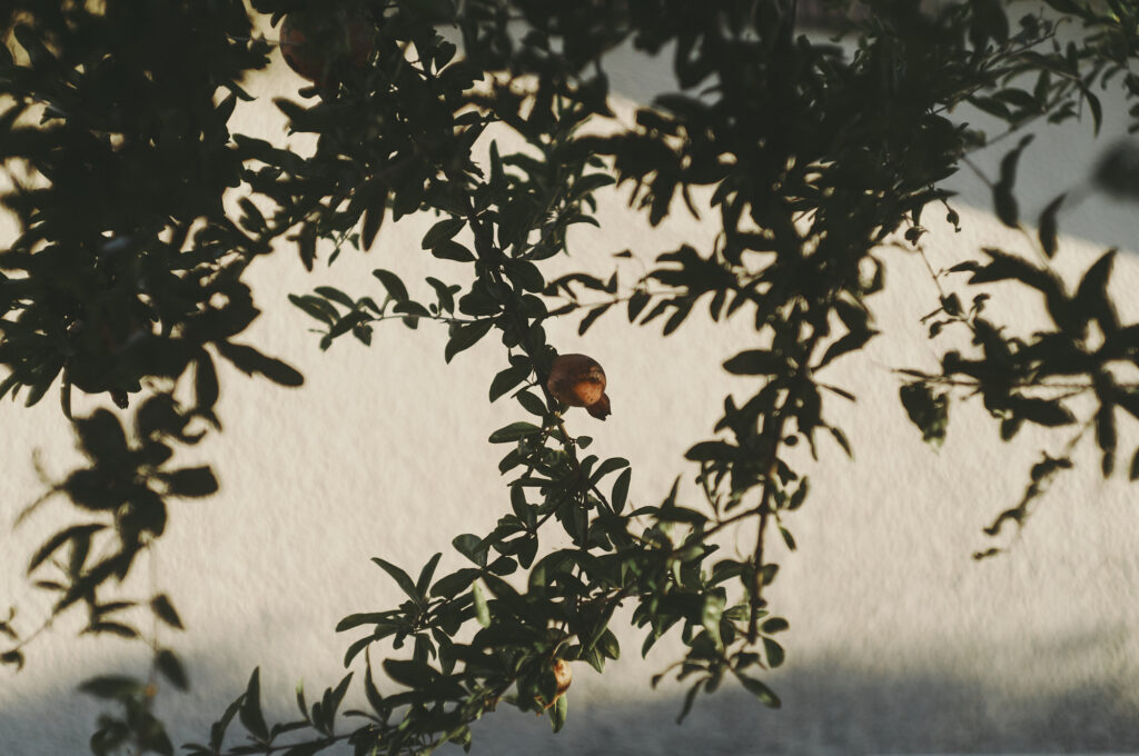 16_fruit