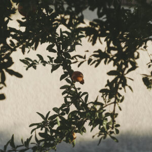 16_fruit | fruit