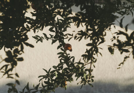 16_fruit | fruit