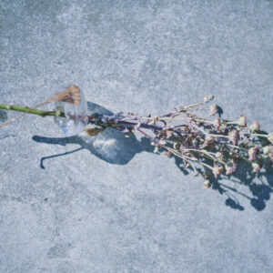 19_flower | flower