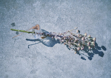 19_flower | flower