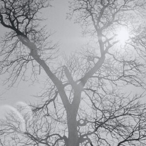 30_tree | tree 30_tree | tree