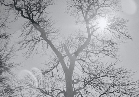 30_tree | tree 30_tree | tree