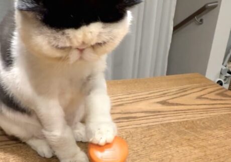 新技をご覧あれ！おちょこ ちろり エキゾチックショートヘア