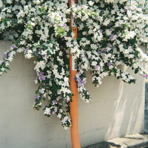 今月の写真家、今日の一枚。安藤 マミコ | 道 今月の写真家、今日の一枚。安藤 マミコ | 道