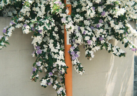 今月の写真家、今日の一枚。安藤 マミコ | 道 今月の写真家、今日の一枚。安藤 マミコ | 道