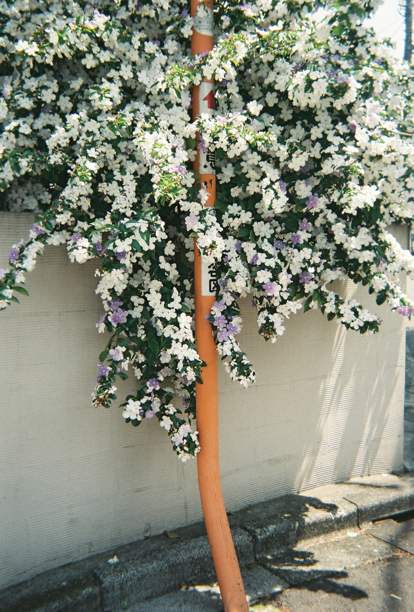 11月の「今月の写真家、今日の一枚」。安藤 マミコさんの作品をまとめて振り返り。