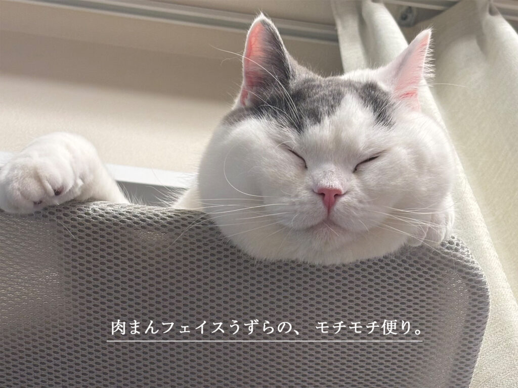 肉まんフェイスうずらの、 モチモチ便り。