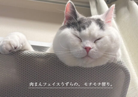 肉まんフェイスうずらの、 モチモチ便り。