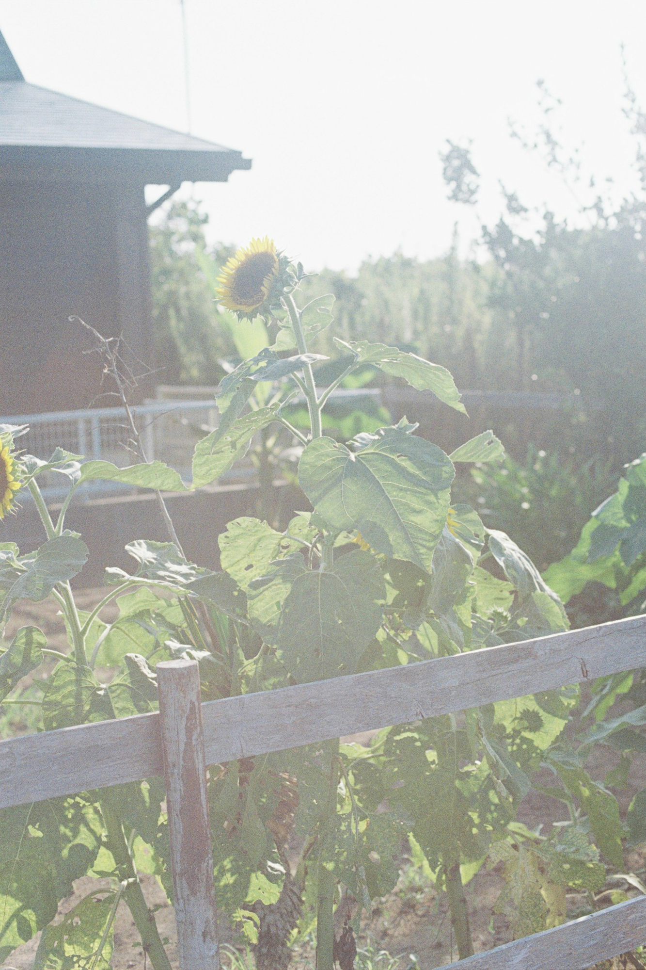 今月の写真家、今日の一枚。安藤 マミコ vol.9