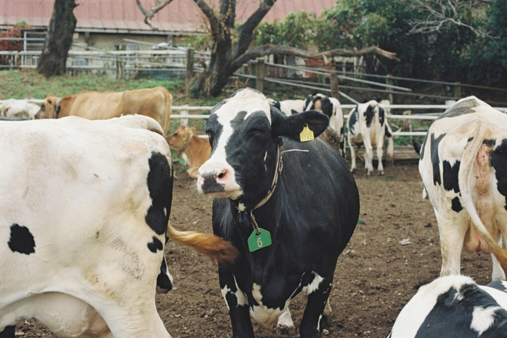 今月の写真家、今日の一枚。安藤 マミコ