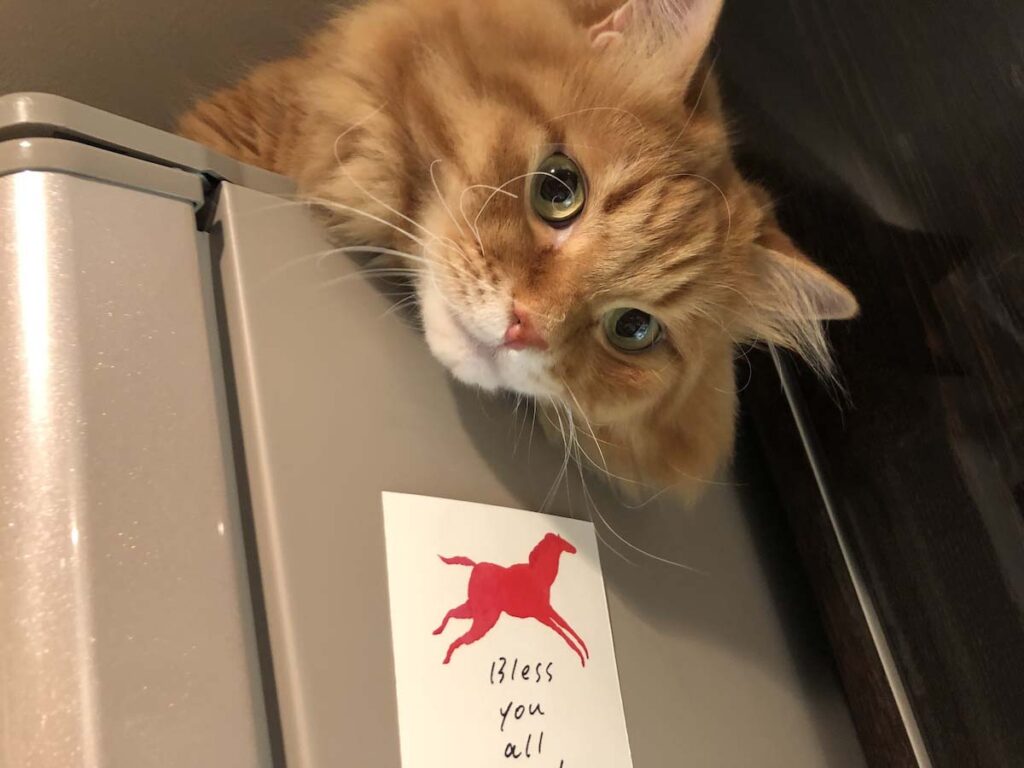 ぼくは、どこにいるでしょう？【ふわもこメープルのまどろみ帖。vol.2】 長毛猫 保護猫 メープル | こんにちはー！ ぼく、ここにいるよ。