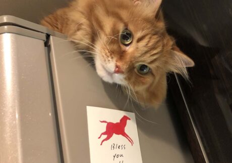ぼくは、どこにいるでしょう？【ふわもこメープルのまどろみ帖。vol.2】 長毛猫 保護猫 メープル | こんにちはー！ ぼく、ここにいるよ。