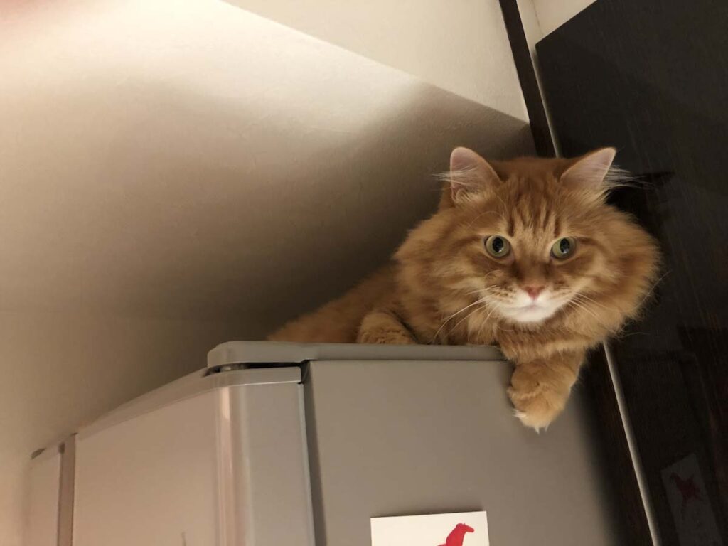 ぼくは、どこにいるでしょう？【ふわもこメープルのまどろみ帖。vol.2】 長毛猫 保護猫 メープル | 高い所から眺めるのって、なんだか気分がいいね。