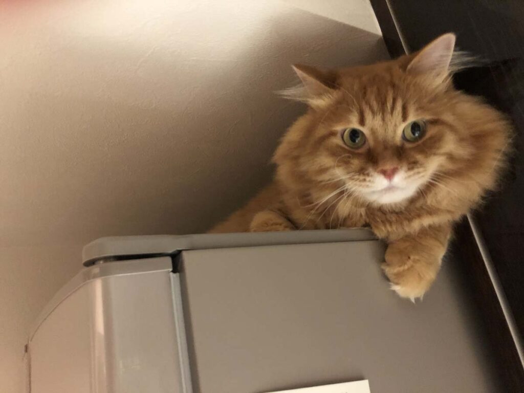 ぼくは、どこにいるでしょう？【ふわもこメープルのまどろみ帖。vol.2】 長毛猫 保護猫 メープル | 上るのは簡単だけど、下りるのはちょっとドキドキ。シンクに上手くダイブできるかな？