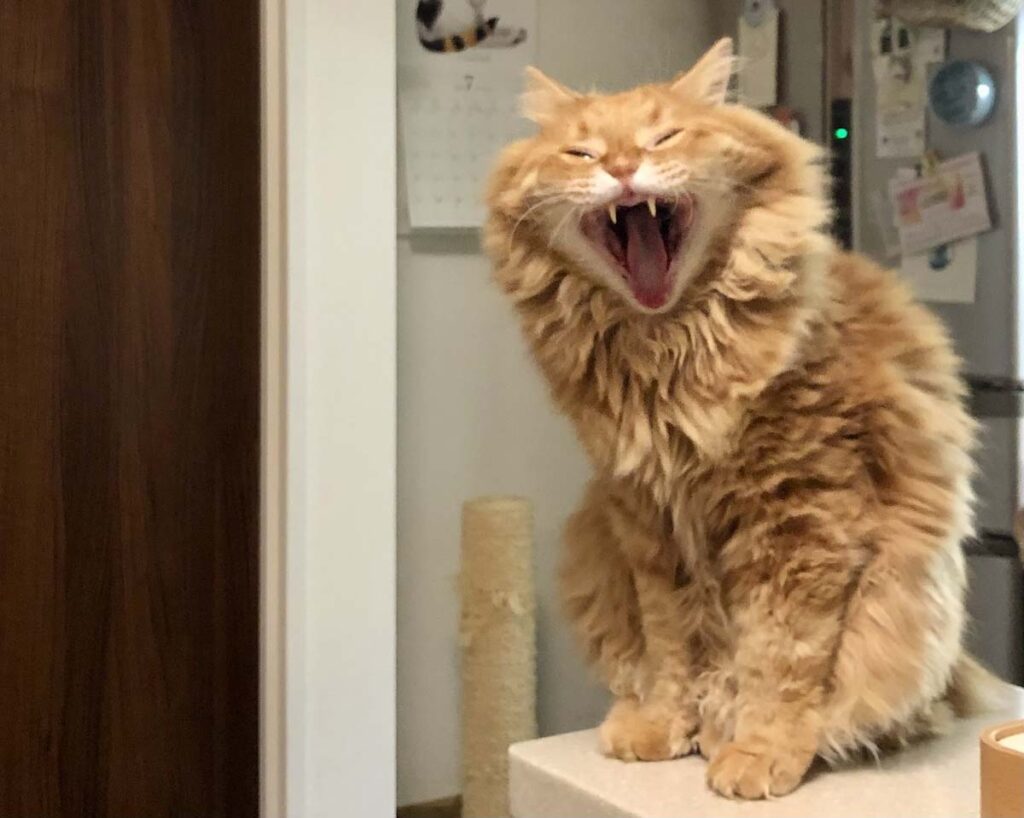 モフモフは、足の裏まで！【ふわもこメープルのまどろみ帖。vol.5】 長毛猫 保護猫 メープル | ふぁ〜〜、こんなに大きな口を見られちゃった。