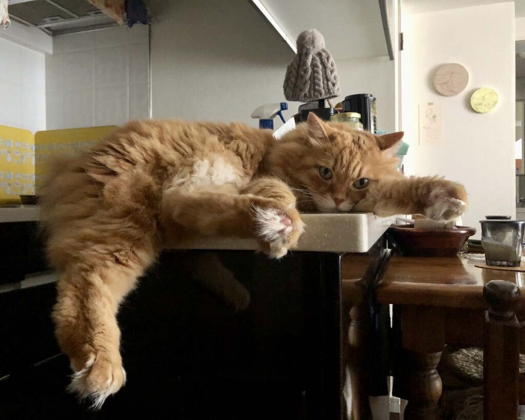 モフモフは、足の裏まで！【ふわもこメープルのまどろみ帖。vol.5】 長毛猫 保護猫 メープル | 足をぶらんぶらんさせるのが好きなんだ。ほら、肉球もモフモフだよ！