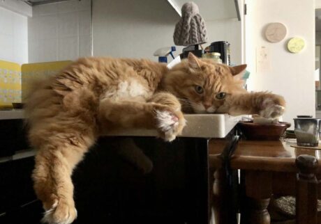 モフモフは、足の裏まで！【ふわもこメープルのまどろみ帖。vol.5】 長毛猫 保護猫 メープル | 足をぶらんぶらんさせるのが好きなんだ。ほら、肉球もモフモフだよ！