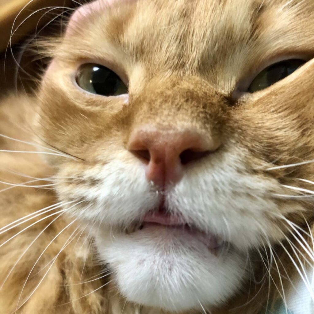 甘えたいときは、こうなっちゃいます。【ふわもこメープルのまどろみ帖。vol.6】 長毛猫 保護猫 メープル | アップで失礼します！ 甘えるときはいつもベロが出ちゃう。