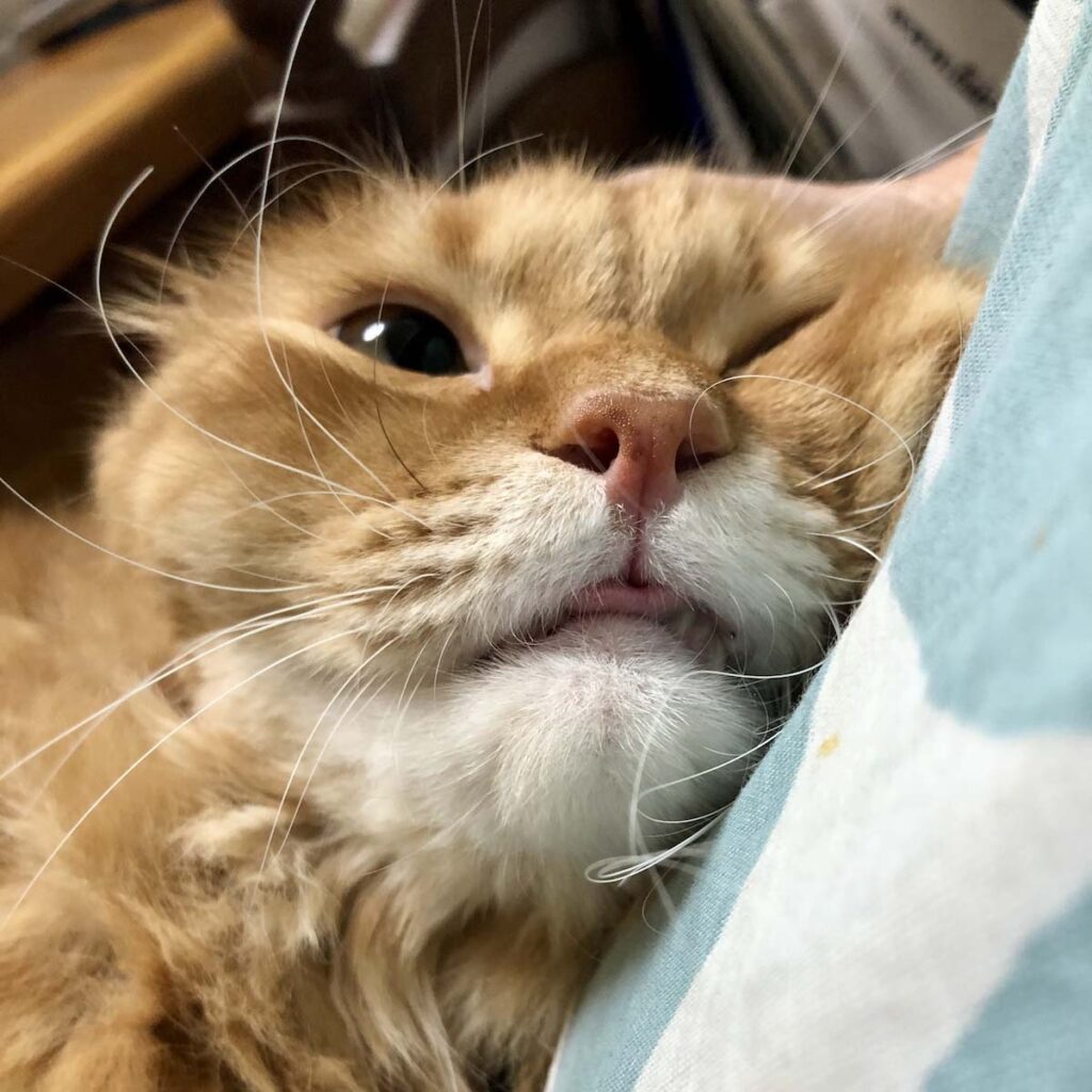 甘えたいときは、こうなっちゃいます。【ふわもこメープルのまどろみ帖。vol.6】 長毛猫 保護猫 メープル | もう10歳なのに恥ずかしいから、内緒だよ！