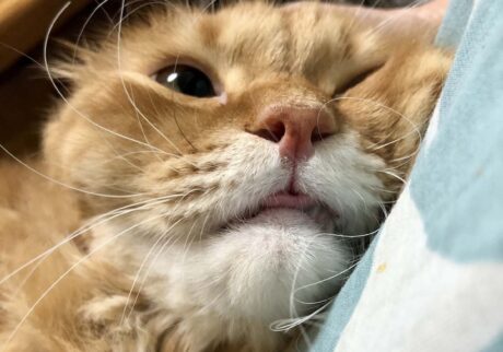 甘えたいときは、こうなっちゃいます。【ふわもこメープルのまどろみ帖。vol.6】 長毛猫 保護猫 メープル | もう10歳なのに恥ずかしいから、内緒だよ！