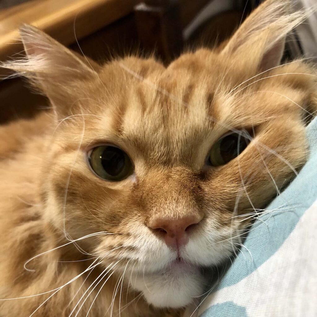 甘えたいときは、こうなっちゃいます。【ふわもこメープルのまどろみ帖。vol.6】 長毛猫 保護猫 メープル | ついでに、おひげまでカーリーなぼく。