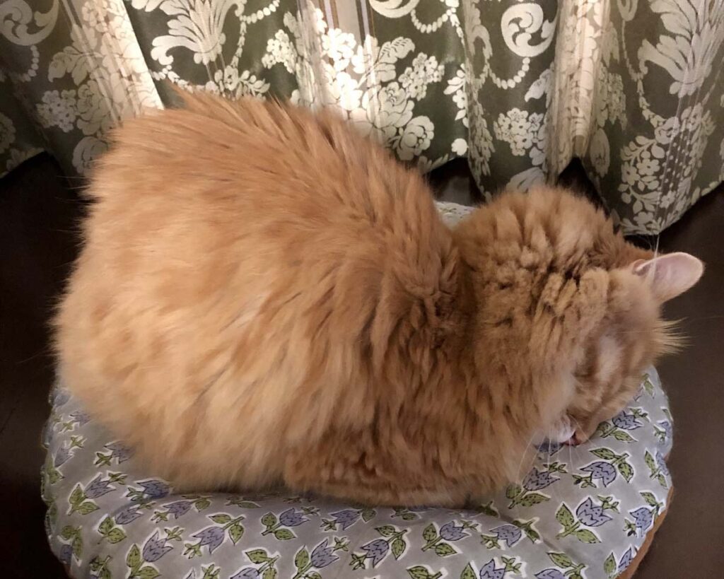 寝相集は、こちらから。【ふわもこメープルのまどろみ帖。vol.7】 長毛猫 保護猫 メープル | ぼくの寝相その2。ごめん寝。