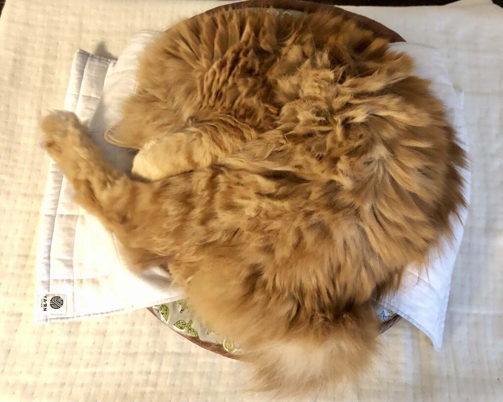 寝相集は、こちらから。【ふわもこメープルのまどろみ帖。vol.7】 長毛猫 保護猫 メープル | ぼくの寝相その3。アンモニャイト。