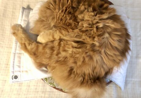 寝相集は、こちらから。【ふわもこメープルのまどろみ帖。vol.7】 長毛猫 保護猫 メープル | ぼくの寝相その3。アンモニャイト。