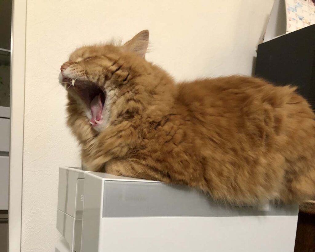 マイルーティンを公開します。【ふわもこメープルのまどろみ帖。vol.8】 長毛猫 保護猫 メープル | 空気清浄機に乗るのが毎日のルーティン。あくびも出ちゃった。