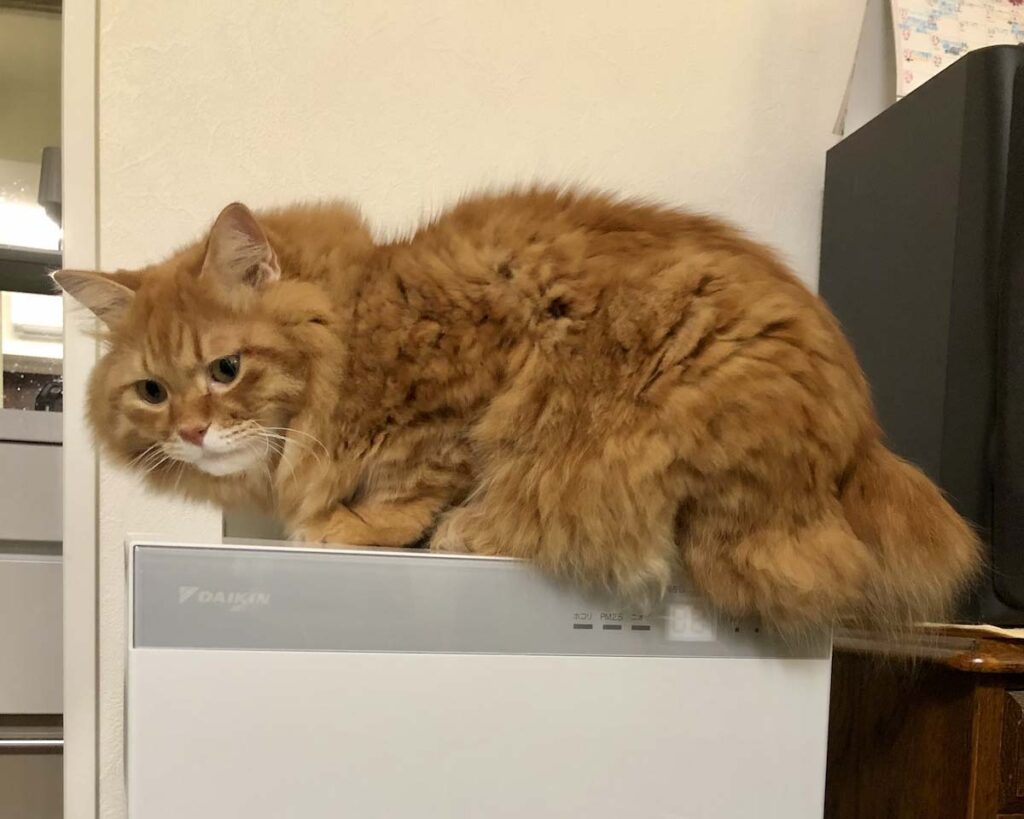 マイルーティンを公開します。【ふわもこメープルのまどろみ帖。vol.8】 長毛猫 保護猫 メープル | ときどきスイッチオフにしちゃって、おかーさんに怒られちゃう。